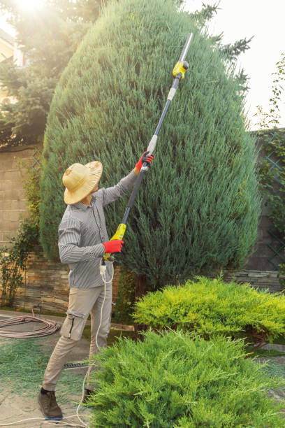 Best Tree Removal Services  in Manson, WA